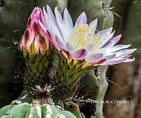 3R 01065 Echinopsis oxygona.tif