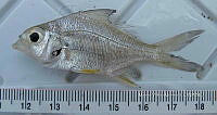 HE009 P 1425 Pomoxis annularis.jpg