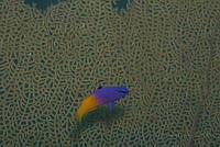 IDG1695 Gramma loreto.jpg