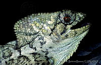 HBB0103 Corytophanes cristatus.jpg
