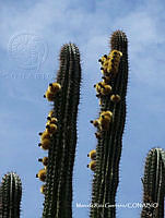 MRG-2018-1311 Pachycereus pecten-aboriginum (MRG-4abr18-c).JPG