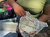 WH009 002 Zea mays.jpg