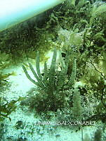 NE018 0075 Pterogorgia.jpg