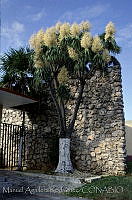 MAR0125 Beaucarnea gracilis.jpg