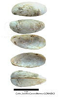KT014 0263 Gastrochaena ovata.JPG