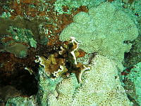NE018 0563 Millepora alcicornis.jpg