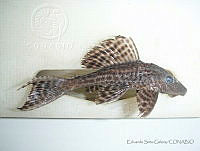 ESG0069 Pterygoplichthys disjunctivus.jpg