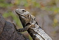 OAO0037 Ctenosaura hemilopha.jpg