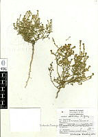 Lepidium-sordidum.jpg