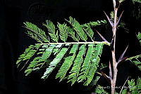 JDA D 06628 Vachellia cornigera (L.) Seigler & Ebinger.jpg