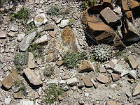 CGVM0456 Ariocarpus retusus ssp. retusus.jpg