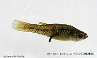 AAKVDH 0027 Poeciliopsis viriosa.JPG