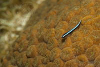 IDG1500 Elacatinus oceanops.jpg