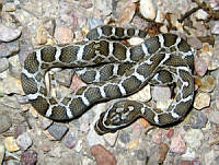 JLE0055 Pantherophis emoryi.jpg