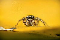 JGG01 Paraphidippus sp..jpg