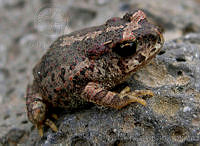 LFB002 Bufo occidentalis.jpg