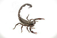 MASM07680 Centruroides gracilis.jpg