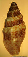 MRyRR0016 Anachis adelinae.jpg