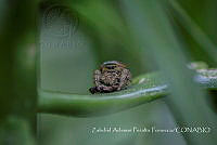 ZAPF0164 Paraphidippus aurantius.jpg