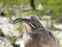 KMS0070 Toxostoma crissale.jpg