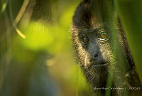 MASM07313 Alouatta palliata.jpg