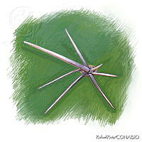 RR0002 Areola.jpg