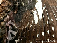 MGaves 2571 Sphyrapicus varius.jpg