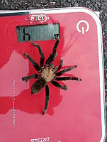 RE009 0035 Aphonopelma pallidum.jpg