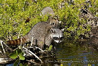 CNS1300 Procyon pygmaeus.jpg