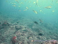 CGG0791 Neopomacentrus cyanomos.JPG