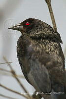 MASM07758 Molothrus aeneus.jpg