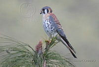 MGaves 1030 Falco sparverius.jpg