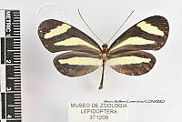 JF018 0154 Aeria eurimedia pacifica.jpg