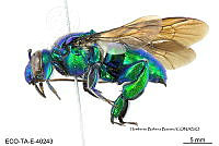 ME006 Abejas 0107 Exaerete frontalis (Gue_rin-Meneville, 1845).jpg