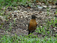 LCF0169 Turdus migratorius.jpg