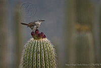 MASM00746 Campylorhynchus jocosus.jpg