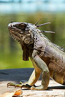 JCAD 012 Iguana iguana.jpg