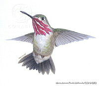 MAPM0689 Stellula calliope.jpg