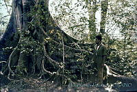 3362 Ficus goldmanii.jpg