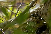 IDG0001 Ctenosaura hemilopha.jpg