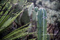 3R 00821 Myrtillocactus geometrizans.tif