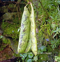 RG055 0220 Phaseolus vulgaris.JPG