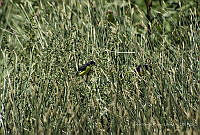 JRRO0159 Spinus psaltria.jpg