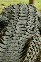 IMDOC0980 Crocodylus acutus.jpg