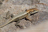 MASM07452 Sceloporus sp..jpg