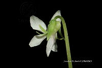 Hueyap 0516 Viola hookeriana Kunth.jpg