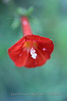 GGR079 Ipomoea hederifolia.jpg