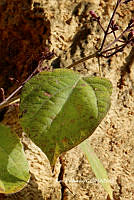 ME010 KV 00461 Fridericia mollissima (Kunth) L.G. Lohmann, 2014_.JPG