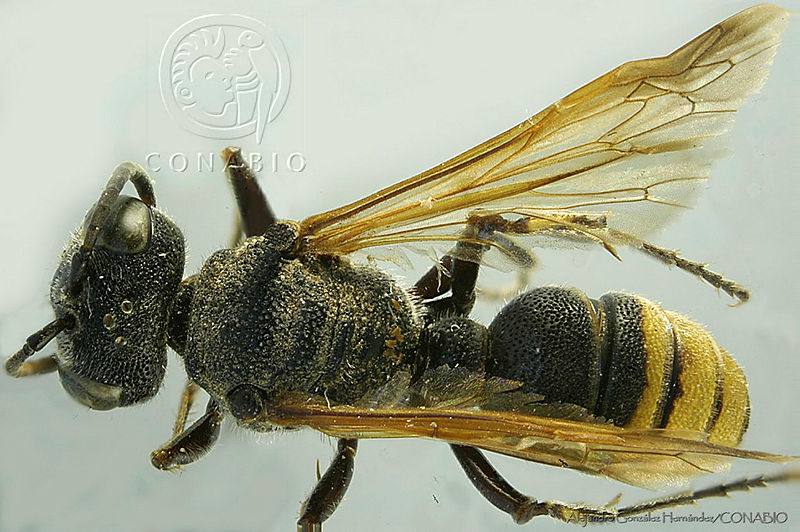 AGDE019 140%20Cerceris%20delatata.jpg.rSeAtpj McmBKSVhQA3g0JtbmFja29CbnFuZ3NAbXJ6LGtwZwA.OOWt5nY6yO