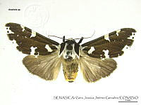 ZJJG0117 Arachnis sp..jpg